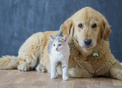 A cat and dog at home