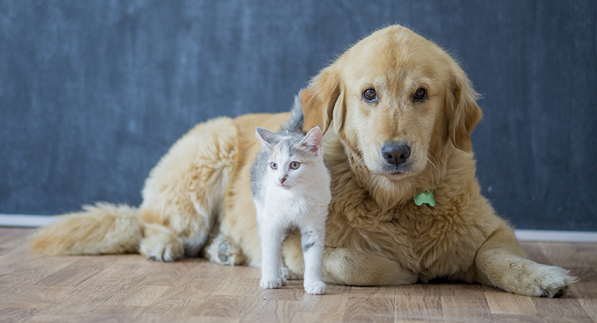 A cat and dog at home