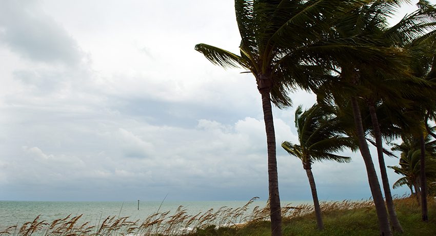 Palm trees blowing in high wind.